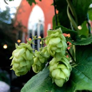 Father John's Brewing Hops and Beer Garden