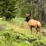 Elk Grand Lake Winding River June 2018
