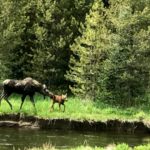 moose and baby RMNP June 2018