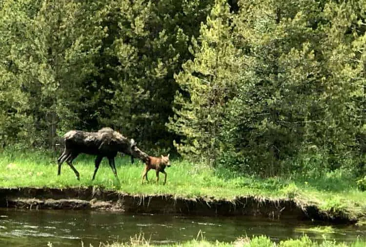 moose and baby RMNP June 2018