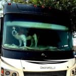 doggie in the window of an RV parked in a Chicago parking lot