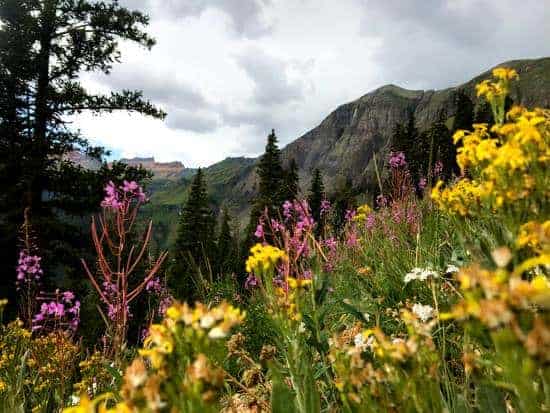 flowers overlooking the mountain pass while mountain biking to Clear Lake near Silverton Colorado