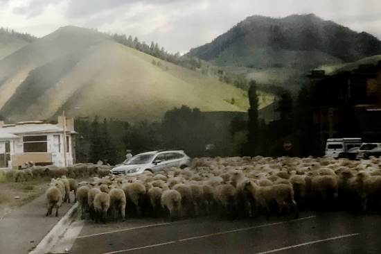 sheep surrounding cars in Sun Valley Idaho