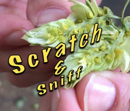 open hop plant scratch and sniff