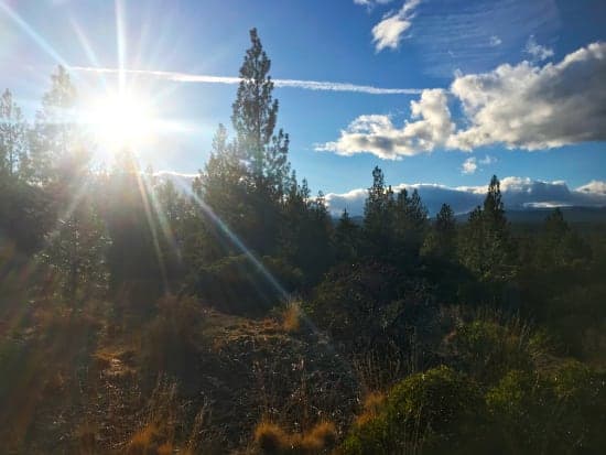 Bend Oregon forest and sunshine copy